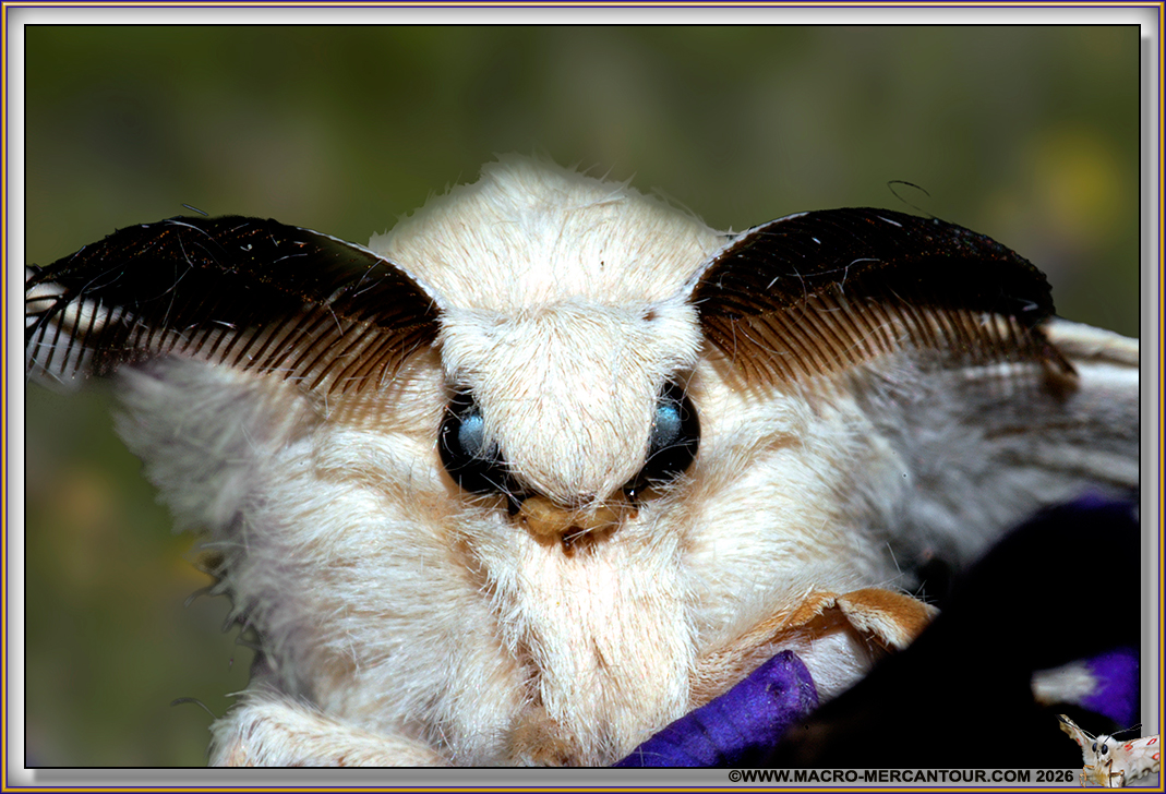 BOMBYX